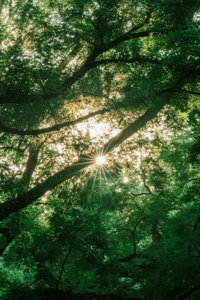 Sunlight beautifully filters through the lush green leaves of a tree, creating a serene natural scene.